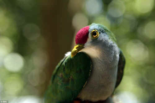fruit dove