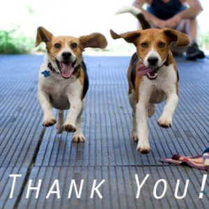 beagle breeding farm