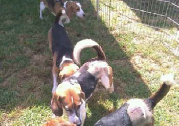 vivisection beagles rescue