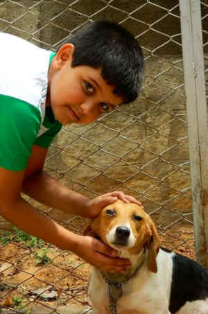 beagle lab rescue Bangalore