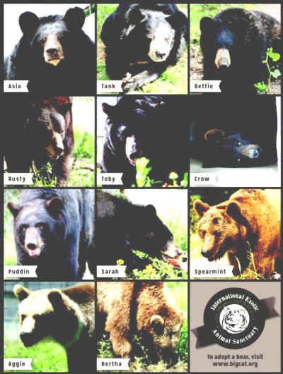 bear pit rescue sanctuary