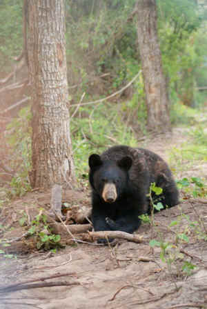 bear pit rescue sanctuary