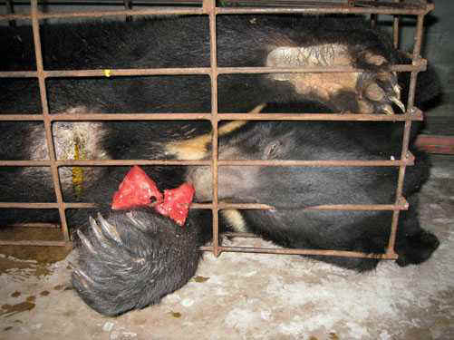 caged bear