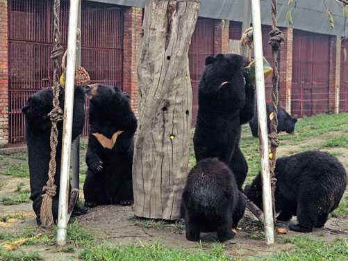 rescued bears