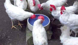 laying hens eggs sanctuary