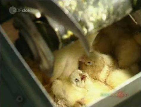 suffocating male chicks