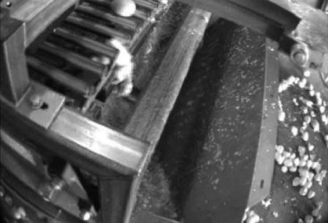 killing baby turkeys