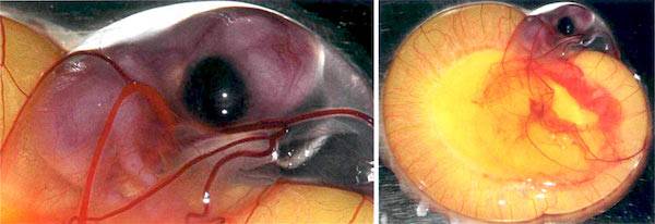chick embryo