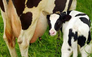 feminist issue dairy cow calf