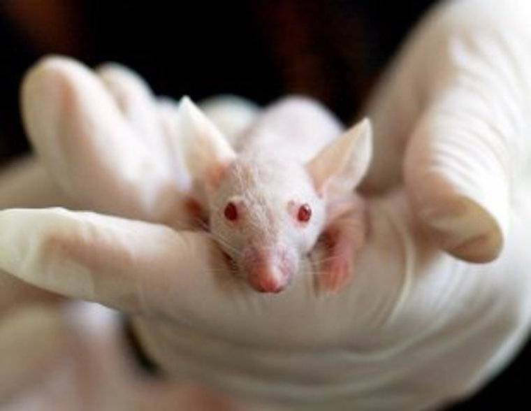 lab mouse