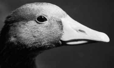 birds ducks geese down feathers