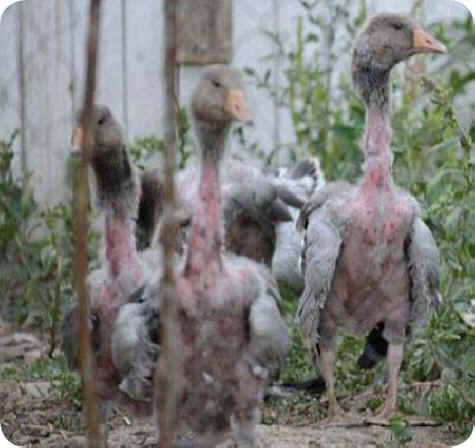 after painful plucking