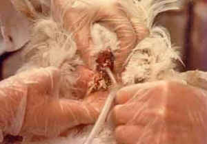 turkey inject sperm