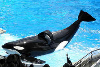 seaworld orca captivity