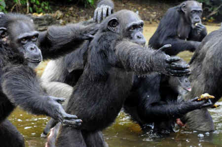 blood center chimps