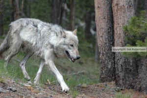 wildlife services wolf