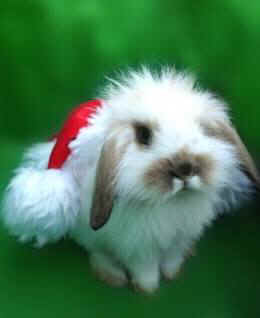 angora rabbit fur