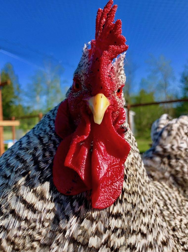 Rooster Gunther