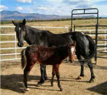 mustang, wild horse,rescue
