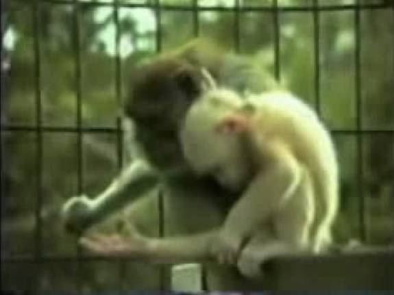 macaque adopts Britches