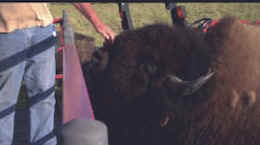 bison buffalo exhibition