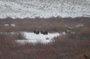 bison buffalo shot private land