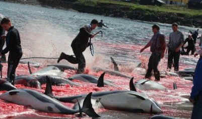 Faroe Islands whale dolphin slaughter