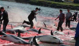 Faroe Islands dolphin whale slaughter
