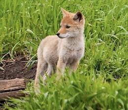 fox fur