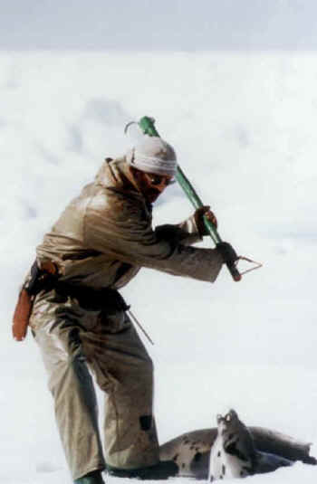 seal hunt