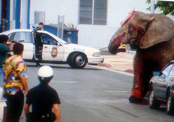 Elephant Tyke