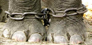 elephants chain chain-free