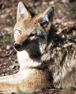 coyote