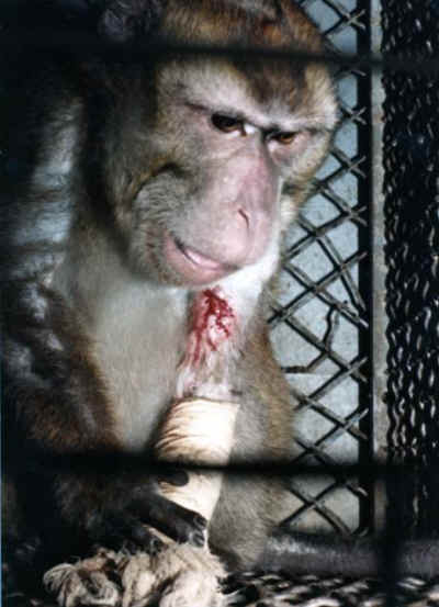 Silver Spring monkey
