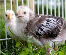chicks