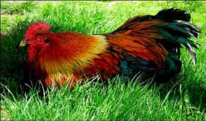 chicken Woodstock sanctuary