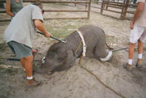 Ringling baby elephant cruelty