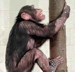 Hercules chimpanzee