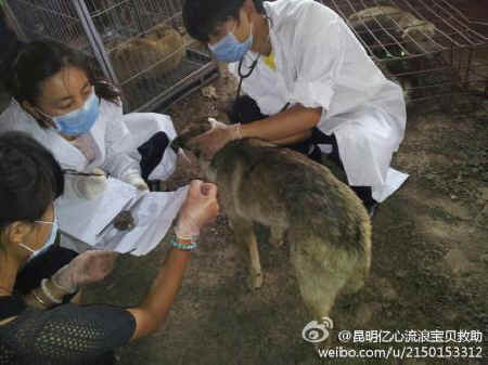 dog rescue Chinese activists