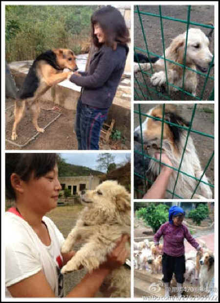 dog rescue Chinese activists