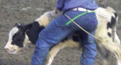 calf roping cruelty
