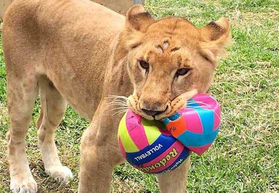 rescued circus lion