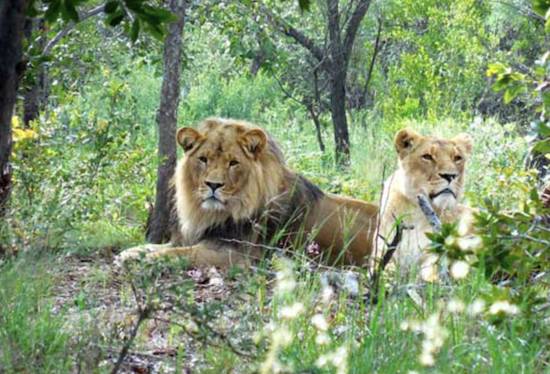 lions at Emoya