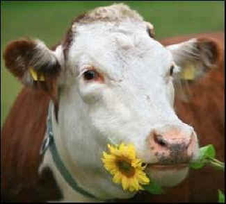 Daisy cow