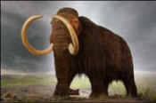 clone cloning extinct wholly mammoth