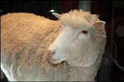 clone cloning extinct sheep Dolly