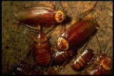 cockroach traditional medicine