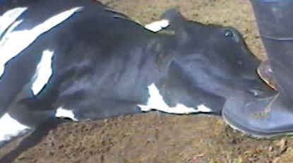 dairy cow slaughter cruelty