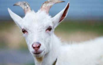 baby goat