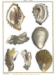 oyster mollusk veganism